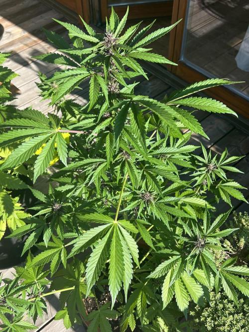 Indoor/Outdoor 2026. Week 7 - Day 46