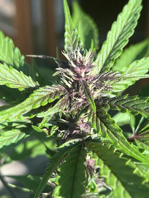 Indoor/Outdoor 2026. Week 7 - Day 46