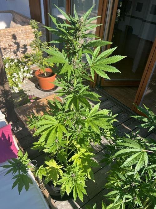 Indoor/Outdoor 2026. Week 7 - Day 46