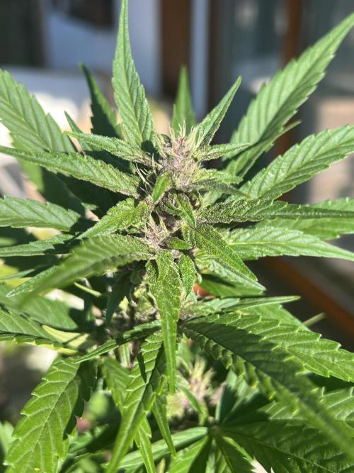 Indoor/Outdoor 2026. Week 7 - Day 46