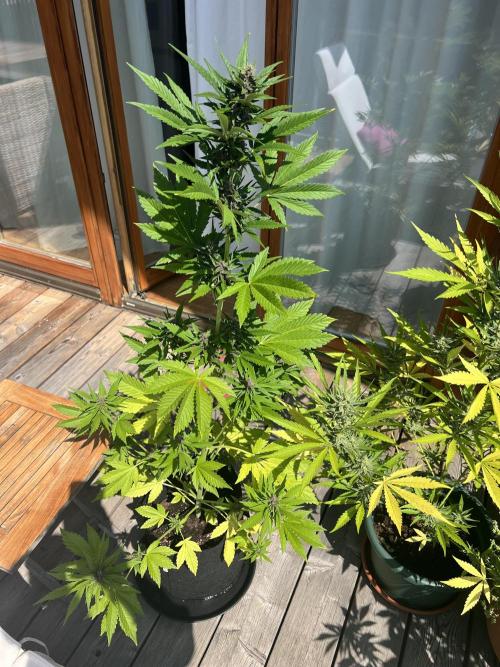 Indoor/Outdoor 2026. Week 7 - Day 48
