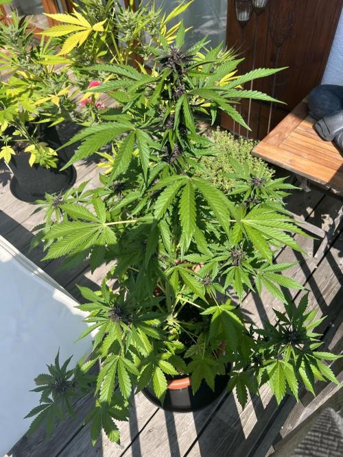 Indoor/Outdoor 2026. Week 7 - Day 48