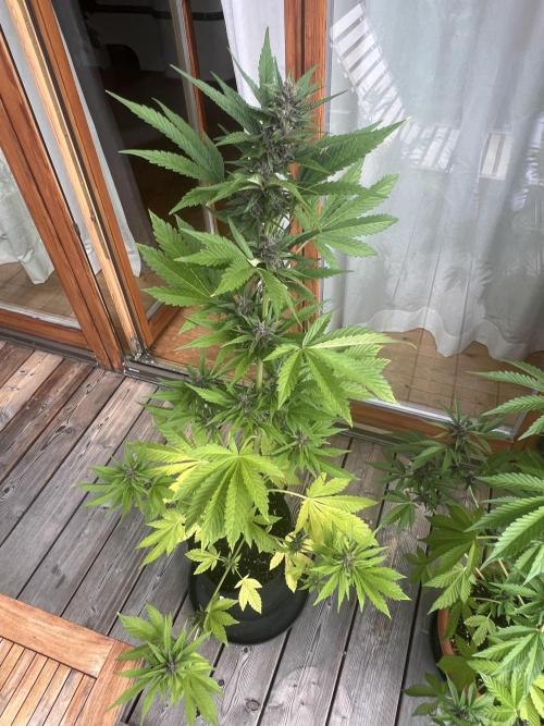 Indoor/Outdoor 2026. Week 7 - Day 49