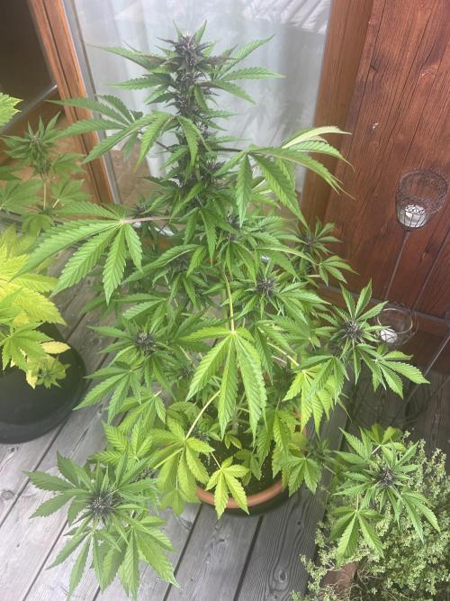 Indoor/Outdoor 2026. Week 7 - Day 49