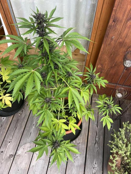Indoor/Outdoor 2026. Week 8 - Day 50