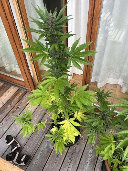 Indoor/Outdoor 2026. Week 8 - Day 50