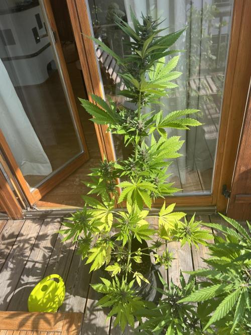 Indoor/Outdoor 2026. Week 8 - Day 51