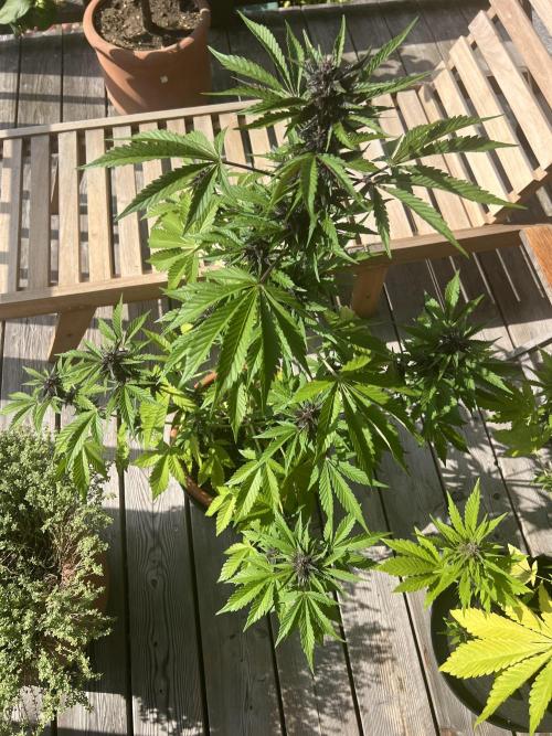 Indoor/Outdoor 2026. Week 8 - Day 51