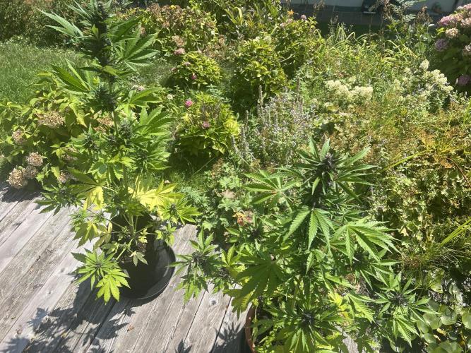 Indoor/Outdoor 2026. Week 8 - Day 52
