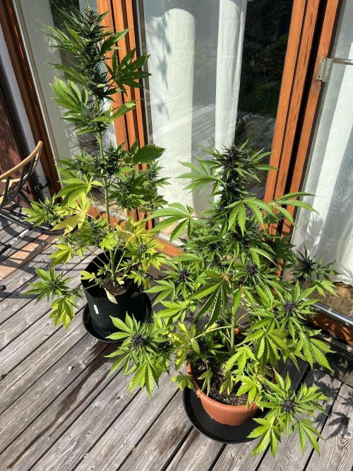 Indoor/Outdoor 2026. Week 8 - Day 53