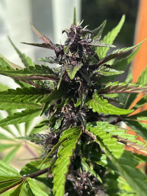 Indoor/Outdoor 2026. Week 8 - Day 53
