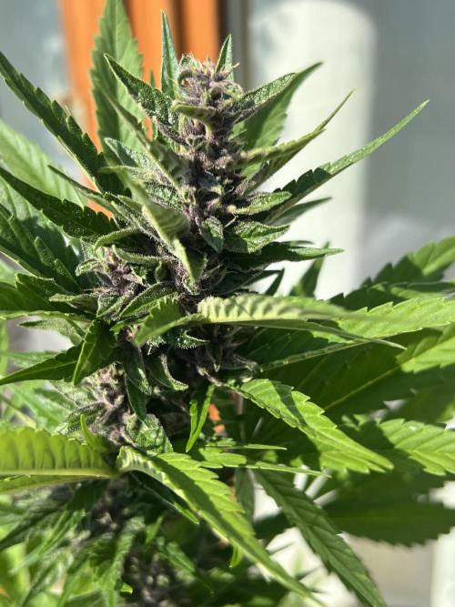 Auto Imperium X. Week 8