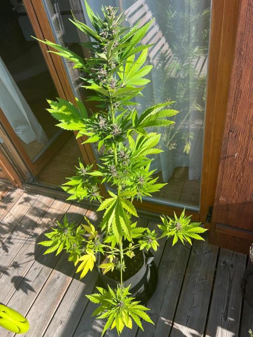 Indoor/Outdoor 2026. Week 8 - Day 56