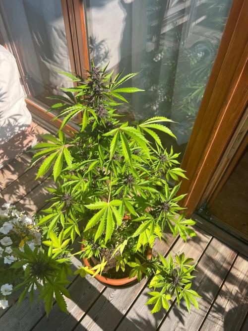 Indoor/Outdoor 2026. Week 8 - Day 56