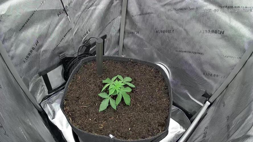 Humboldt Seed Company All Gas OG