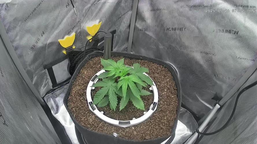 Humboldt Seed Company All Gas OG