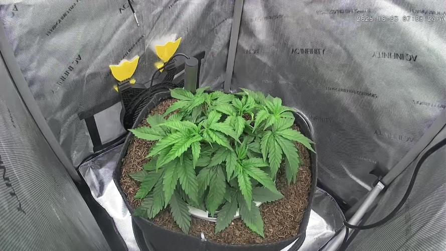 Humboldt Seed Company All Gas OG