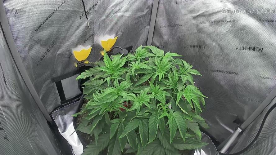 Humboldt Seed Company All Gas OG