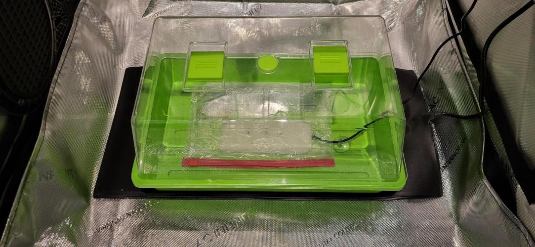 00seeds Gelato Mint - Couple of Plants. Week 0