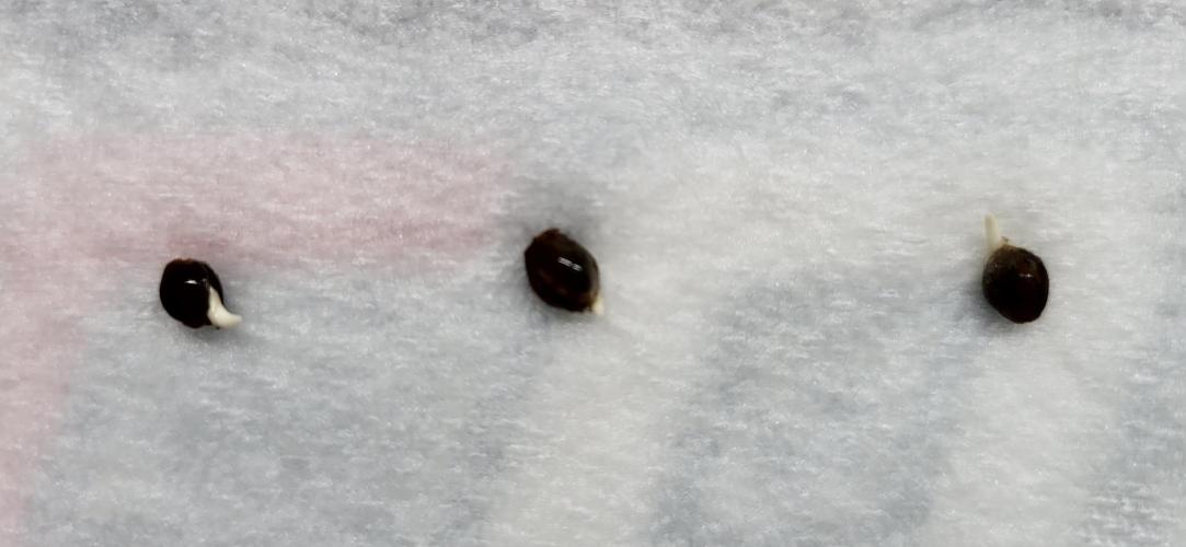 00seeds Gelato Mint - Couple of Plants. Week 0