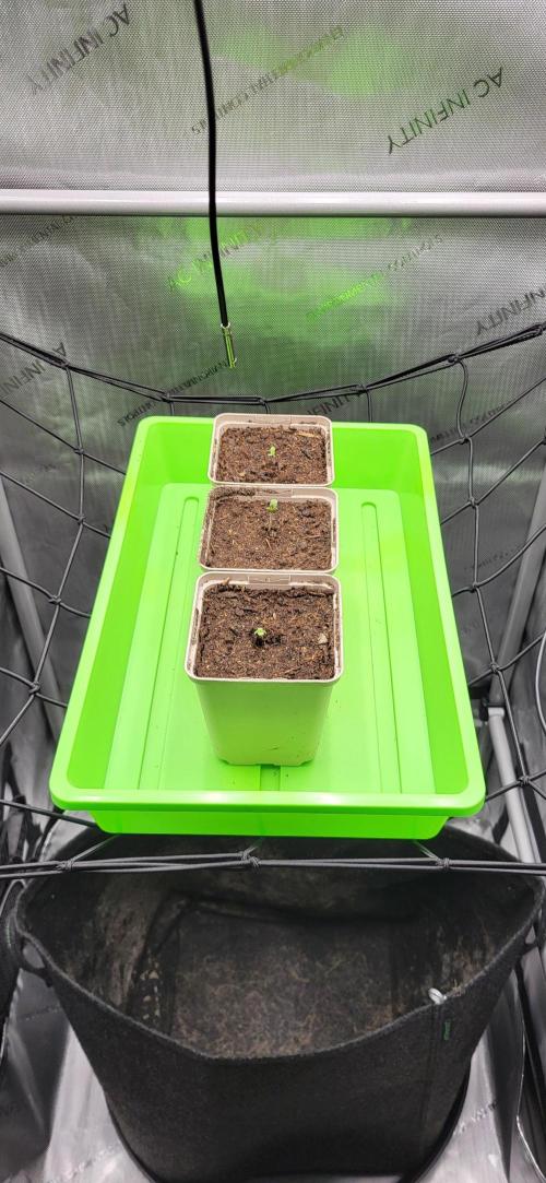 00seeds Gelato Mint - Couple of Plants. Week 1