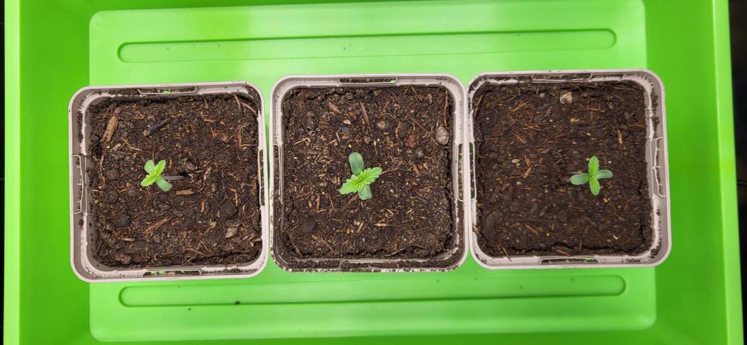 00seeds Gelato Mint - Couple of Plants. Week 1