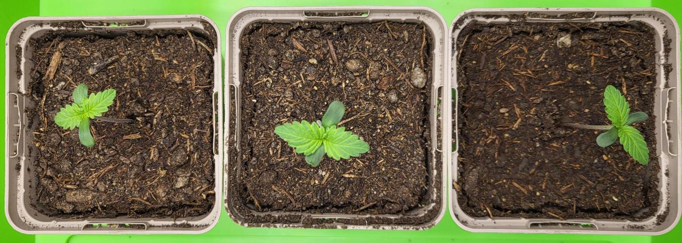 00seeds Gelato Mint - Couple of Plants. Week 1