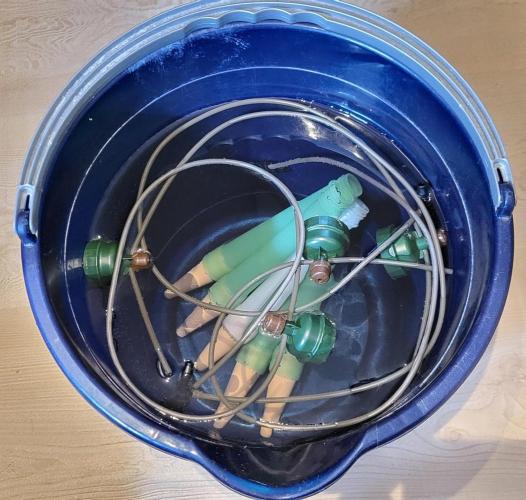 00seeds Gelato Mint - Couple of Plants. Week 1