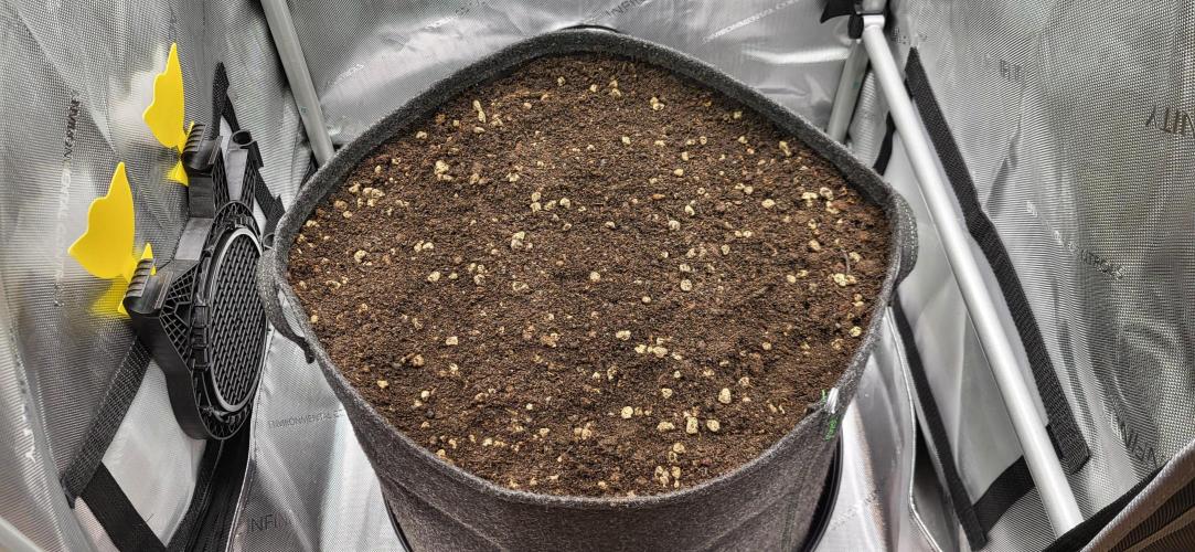 00seeds Gelato Mint - Couple of Plants. Week 1