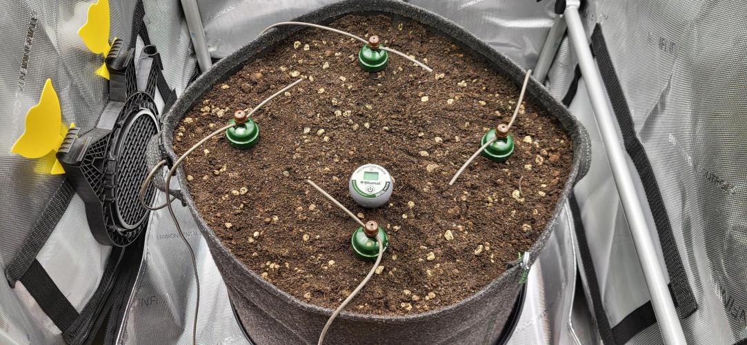 00seeds Gelato Mint - Couple of Plants. Week 1