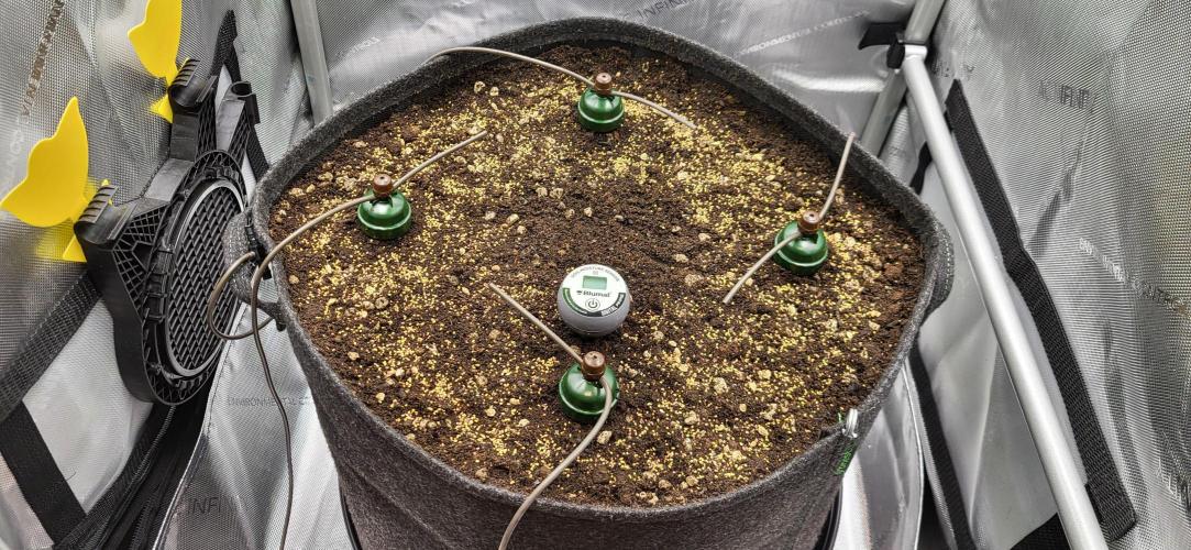 00seeds Gelato Mint - Couple of Plants. Week 1