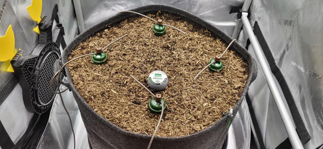 00seeds Gelato Mint - Couple of Plants. Week 1