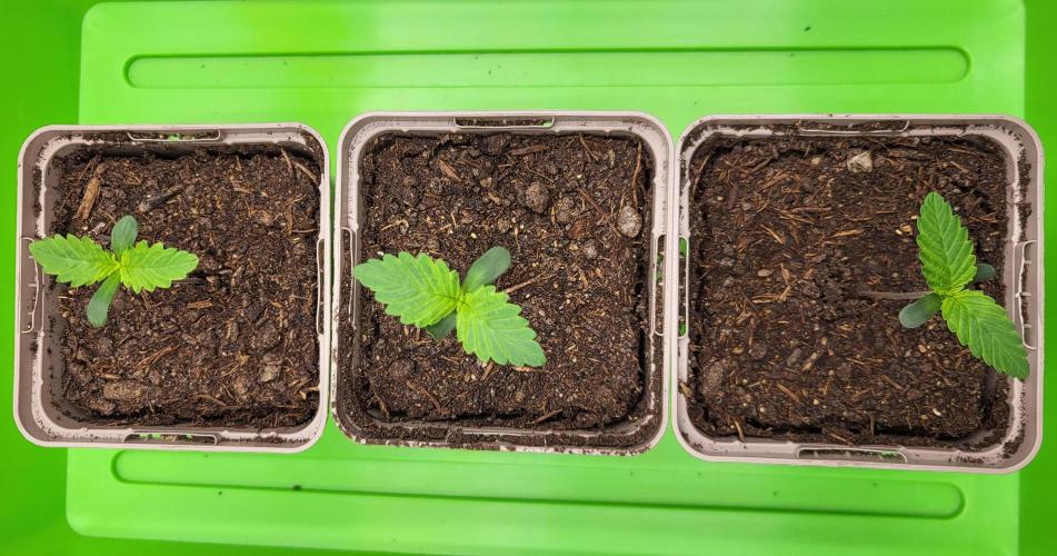 00seeds Gelato Mint - Couple of Plants. Week 1