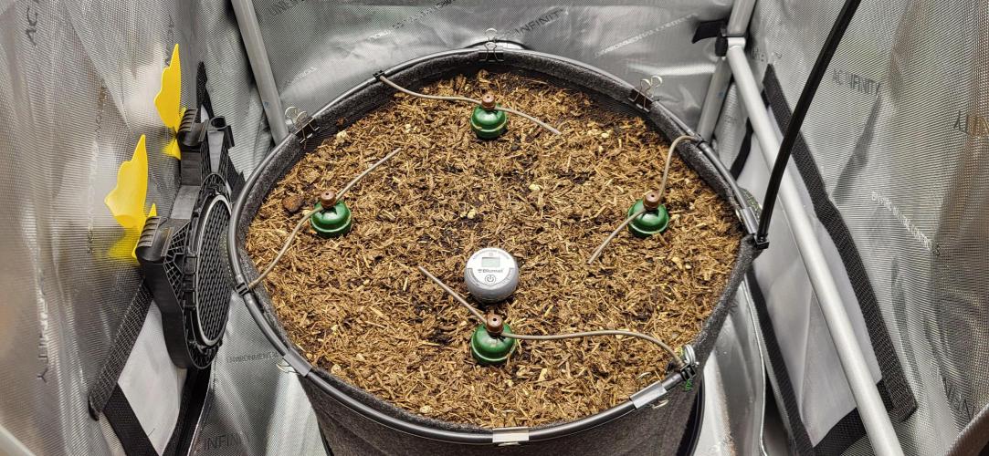 00seeds Gelato Mint - Couple of Plants. Week 1