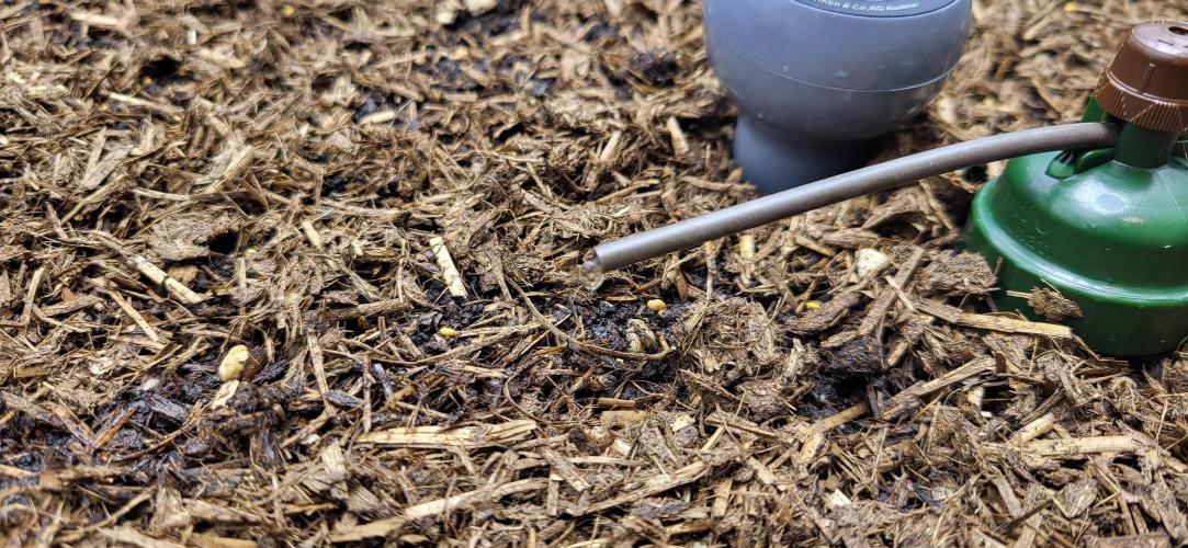 00seeds Gelato Mint - Couple of Plants. Week 1