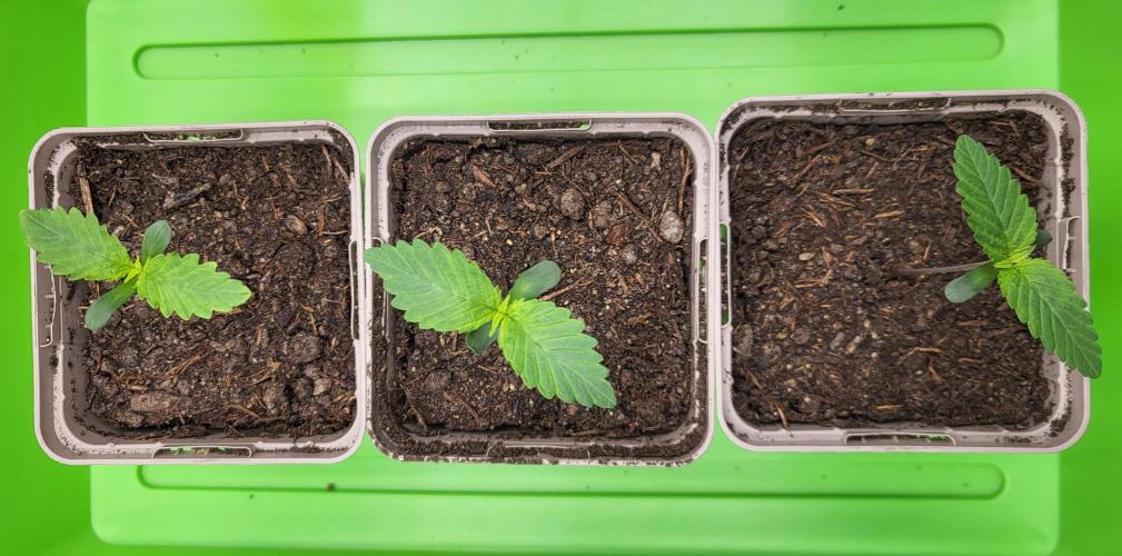 00seeds Gelato Mint - Couple of Plants. Week 1