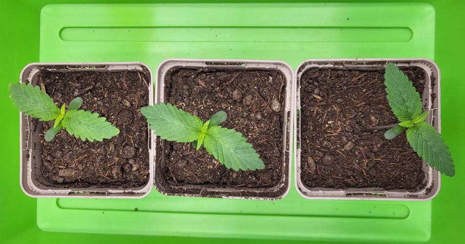 00seeds Gelato Mint - Couple of Plants. Week 1