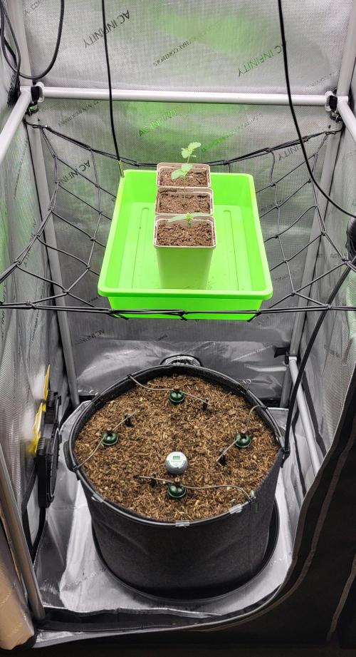 00seeds Gelato Mint - Couple of Plants. Week 1