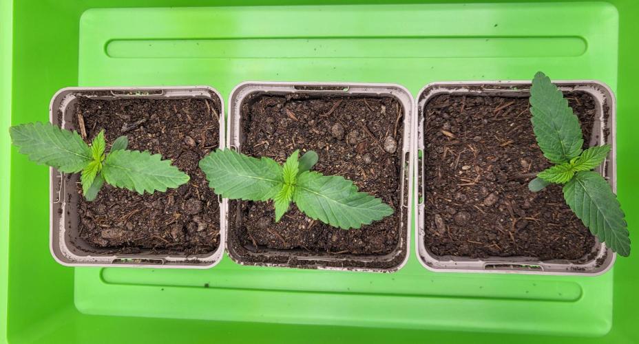 00seeds Gelato Mint - Couple of Plants. Week 1