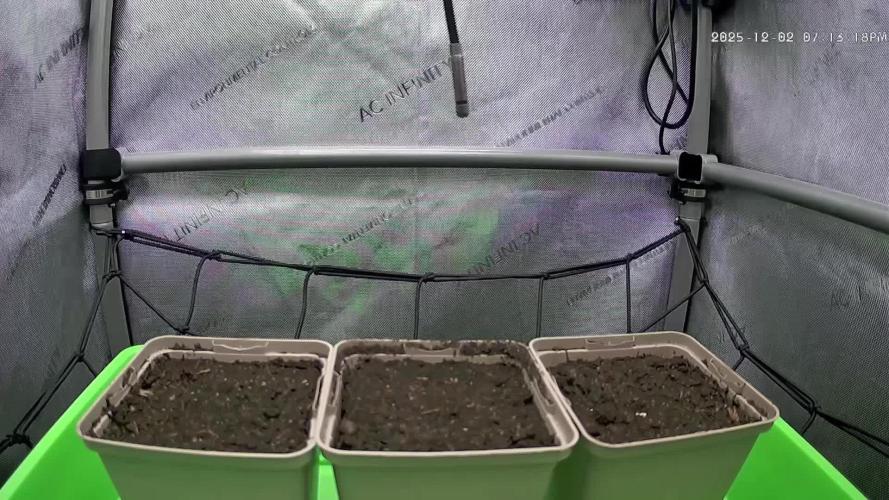 00seeds Gelato Mint - Couple of Plants