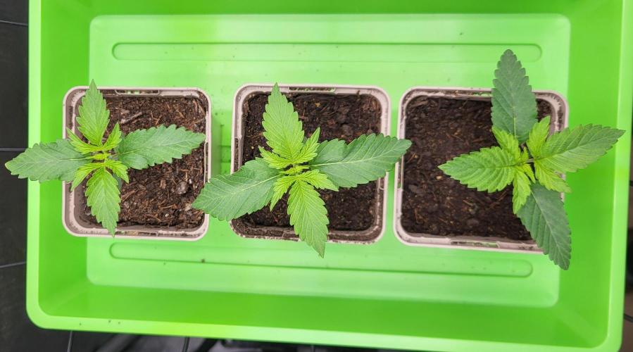 00seeds Gelato Mint - Couple of Plants. Week 2