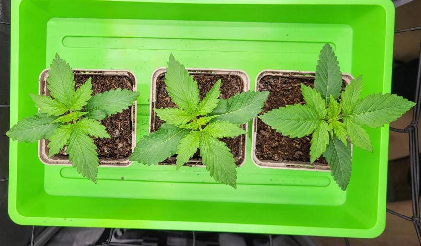 00seeds Gelato Mint - Couple of Plants. Week 2