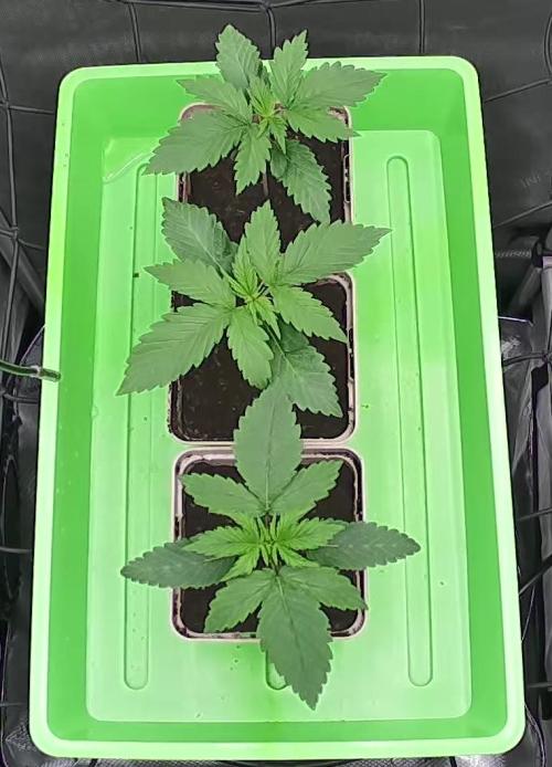 00seeds Gelato Mint - Couple of Plants. Week 2