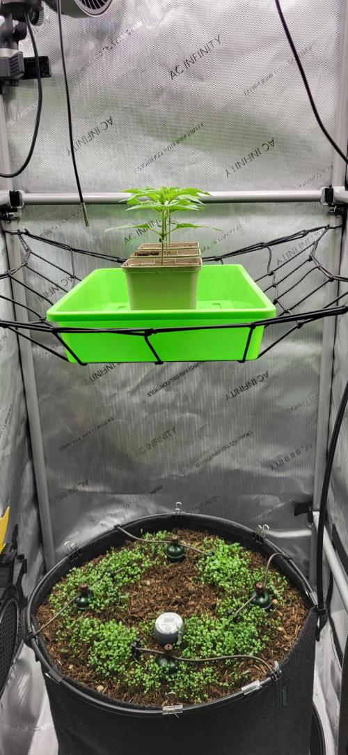 00seeds Gelato Mint - Couple of Plants. Week 2