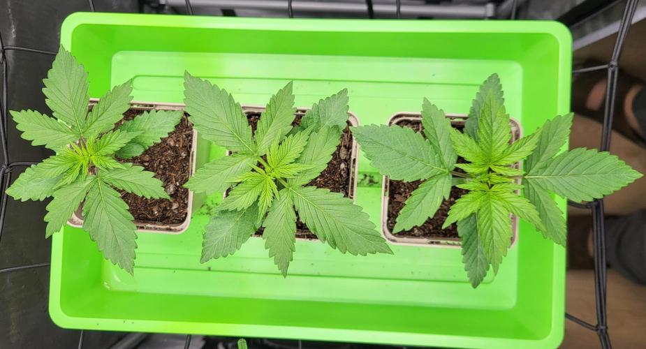 00seeds Gelato Mint - Couple of Plants. Week 2