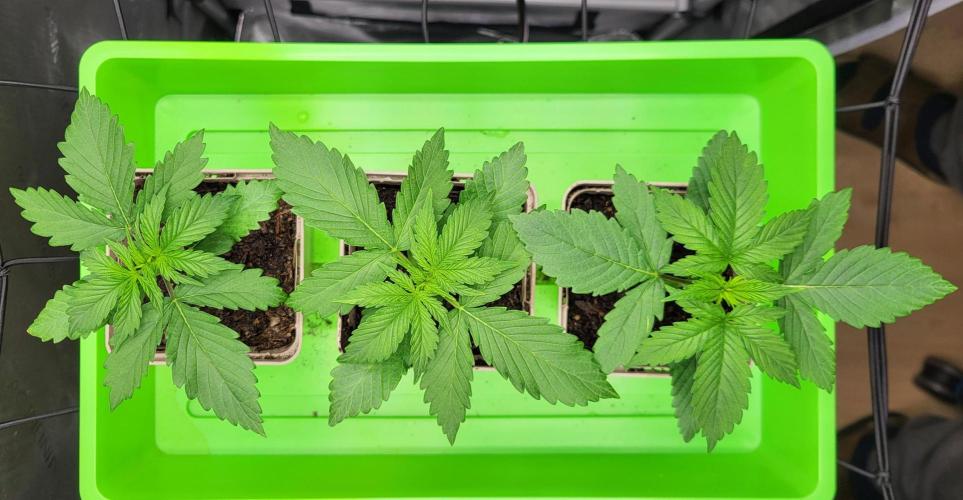 00seeds Gelato Mint - Couple of Plants. Week 2