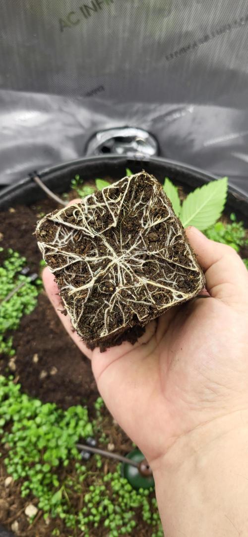 00seeds Gelato Mint - Couple of Plants. Week 2