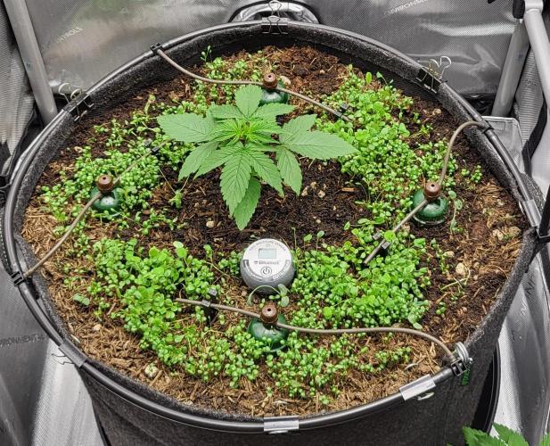 00seeds Gelato Mint - Couple of Plants. Week 2