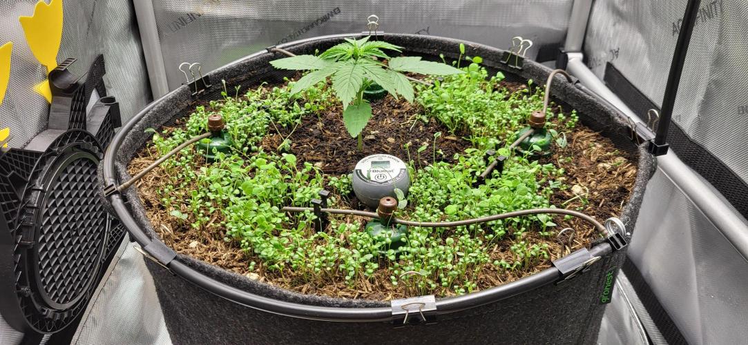 00seeds Gelato Mint - Couple of Plants. Week 2