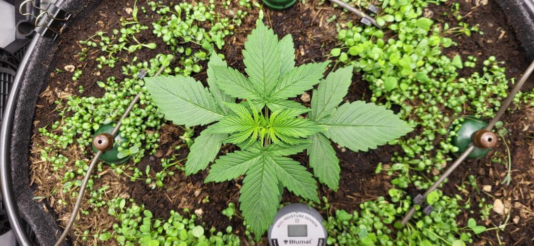 00seeds Gelato Mint - Couple of Plants. Week 2